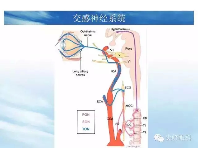 注意睫状神经节 注意,交感神经在睫状神经节不换元 有兴趣的同道