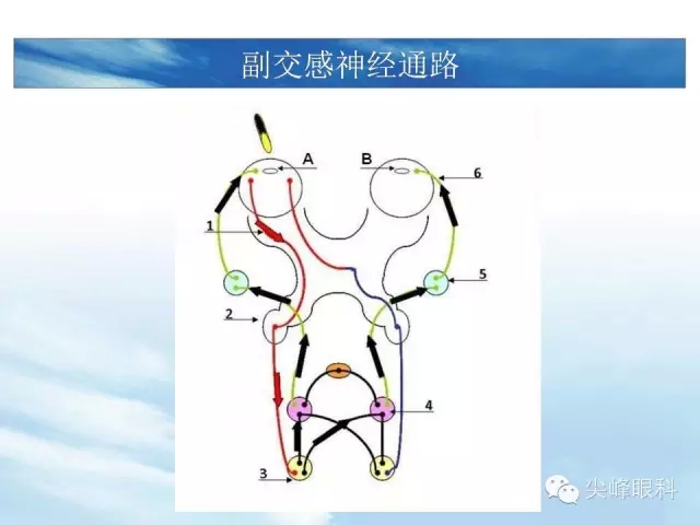 瞳孔的副交感神经通路示意图,黄厚斌老师已经讲授过,想必各位同道已经