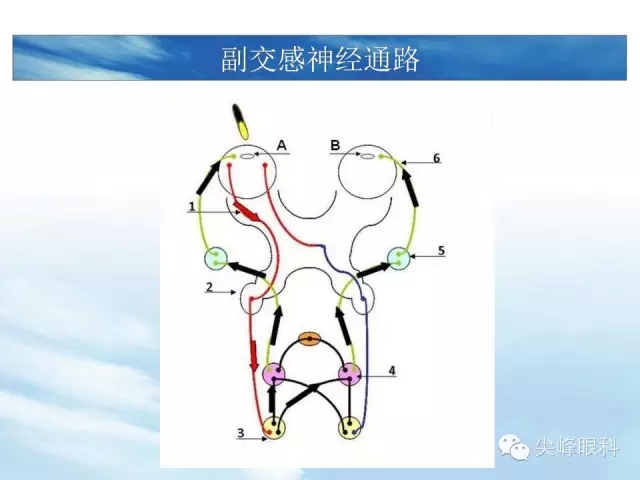 盆丛交感神经和副交感神经节前纤维来源及节后