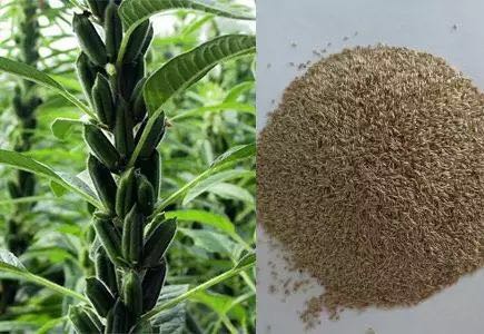 神奇！用筷子滚一滚、揉一揉，就可以将眼睛里的虫子赶出来？——没那么简单！