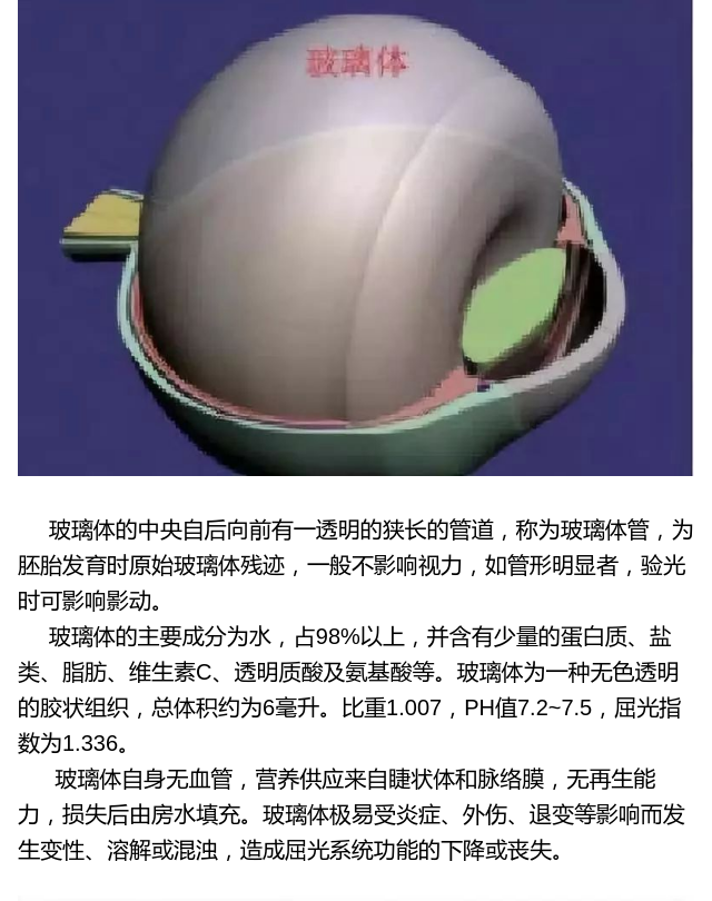 眼的解剖 (屈光系统→玻璃体)_www.yanke360.com